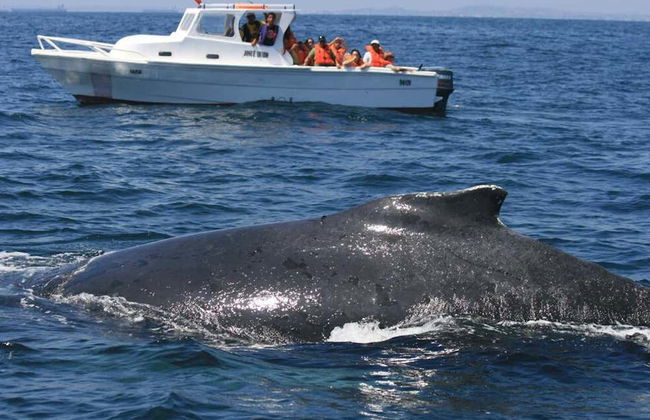 Plata Island Day Trip - Photo 4