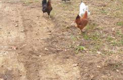 maison au calme avec piscine - Foto 36