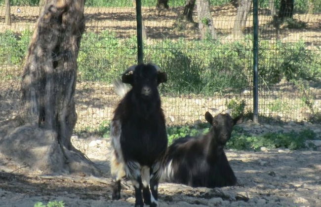 Angelucci Agriturismo con Camere e Agri Camping - Photo 52