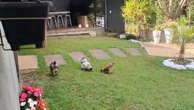 Sítio meninas do vovô - Foto 5