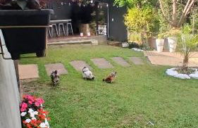 Sítio meninas do vovô - Foto 5