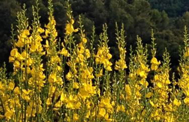 Il Poggio Delle Ginestre - Foto 58