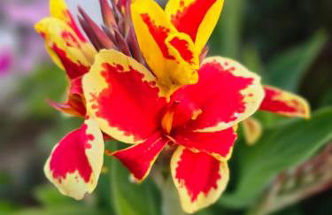 Αρχοντικό Παπανικολάου - Foto 71