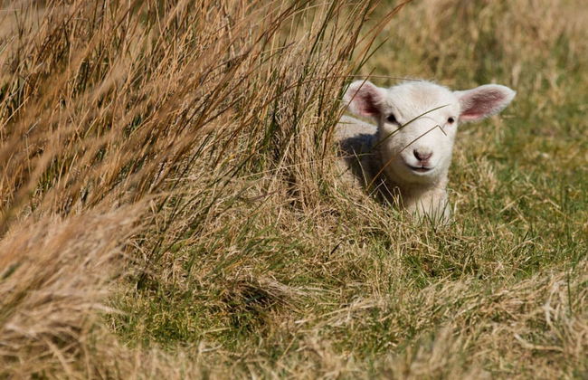 Schatz Comfortable Holiday Residence - Foto 13