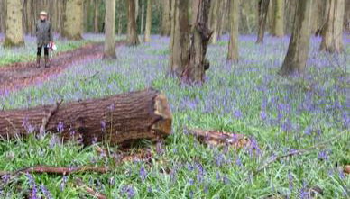 Whittlewood Shepherd's Hut in Silverstone, Cosy, Rural, Views - Foto 5
