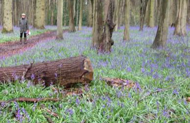 Whittlewood Shepherd's Hut in Silverstone, Cosy, Rural, Views - Photo 5
