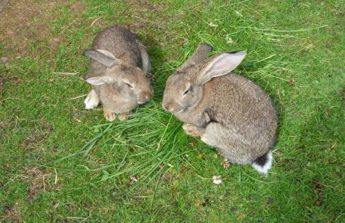 Schweiggerhof -Agriturismo- Farm Holidays - Foto 17