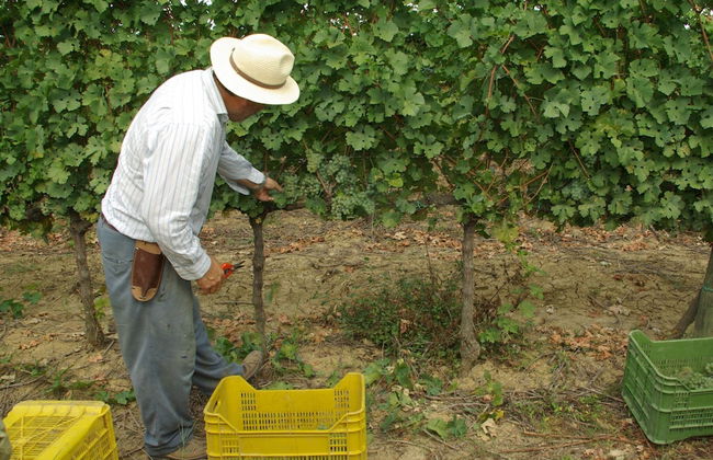 Fattoria Santa Vittoria Apartment Gazza - Foto 25