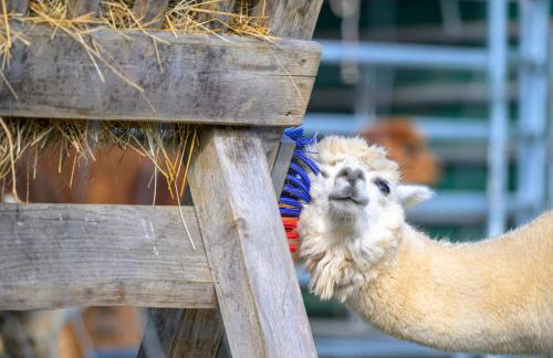 Schauerhof - Photo 12