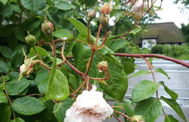 Das Koogsbauernhaus - Foto 25