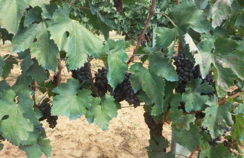 Agriturismo La Poderina - Foto 50