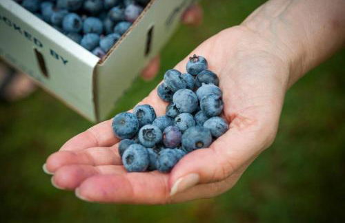 Blue Vieira Cottage - Foto 37