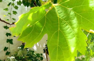 Casa Shyshka country cottage - Foto 16