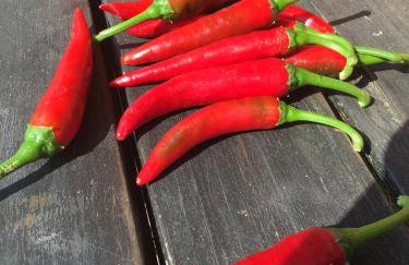 W Starym Sadzie - Foto 32