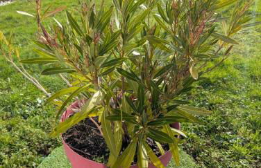 Grande maison familiale proche La Mine d'or - Foto 34