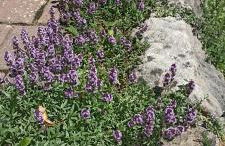 Apartment mit Gartenblick - Foto 34