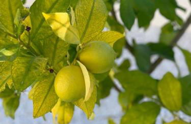 Hillside Luxury Villas by NRAS - Foto 8