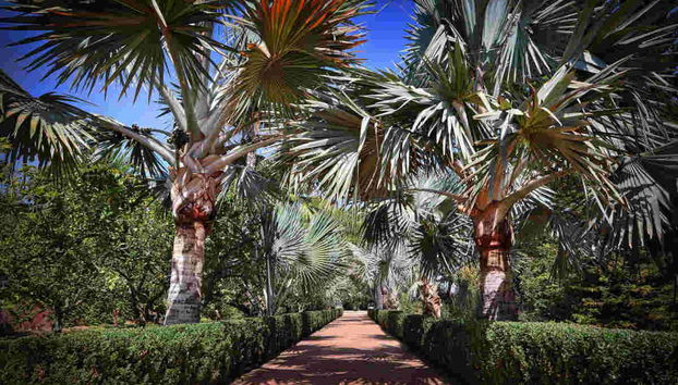 Palme del Giardino di L’Albarda