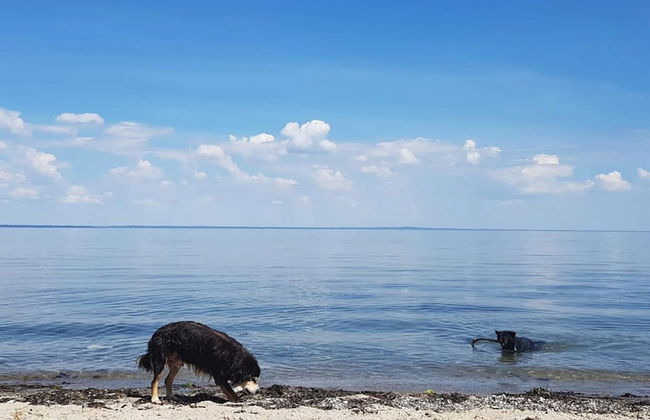 6 Person Holiday Home in Brenderup Fyn - Photo 32