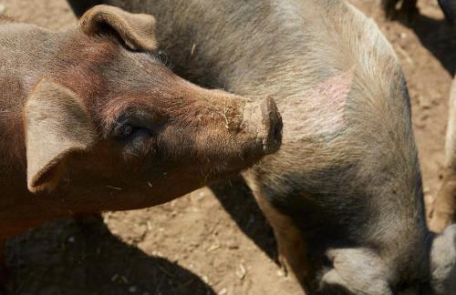 The Squeak at Moor Farm - Foto 27