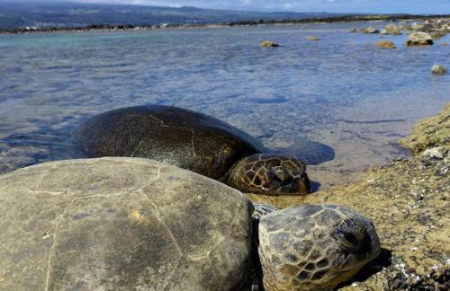 Yonegan Plumeria Hilo Hotel - Foto 6