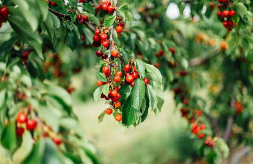 Agriturismo Il Querciolo - Photo 19