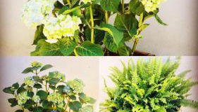 Il Quarzo A) B) - Foto 5