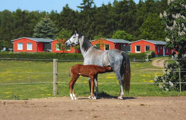 Ferienhaus am Garder See Inselblick - Foto 24