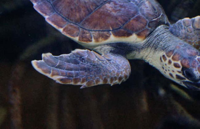 Excursión a Valencia + Oceanogràfic y Hemisfèric - Foto 1