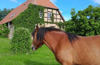 FeWo Mecklenburgische Schweiz - Foto 11