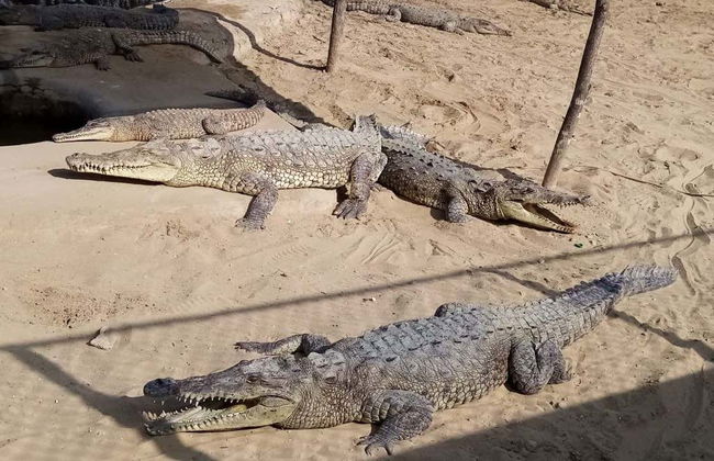 Mangroves of Tumbes Tour - Foto 6
