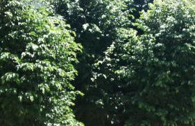 Meublé de tourisme 2* les Jardins de l Arquebuse - Foto 19