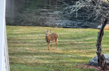 Lux estate! Hot tub, 8 acres, firepit, game room, private pond, EV, lots of privacy, 10 mins to town - Foto 47