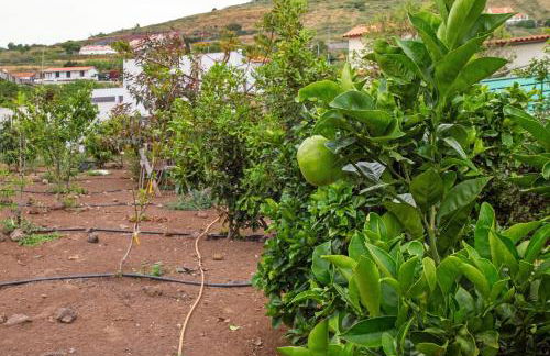 Paraiso Madeira - Suites - Foto 34