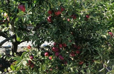 Quinta da Gandarela - Foto 23