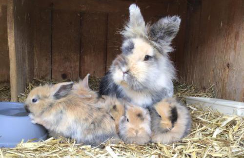 Moarhof Holzhausen - Foto 16