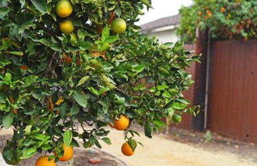 Top Pick Apartment Near Grocery Store Parking CCD - Foto 9