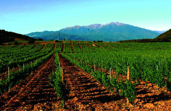 Bélesta Vineyards Hiking Activity - Photo 4