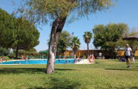 El laurel y el limonero. - Foto 1