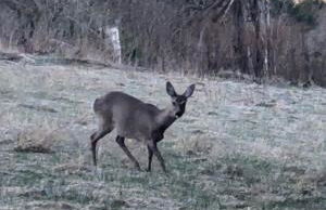 Ferienwohnung im Schwedenhaus - Foto 24