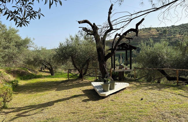 Agrolea Rodí Milici - Foto 49