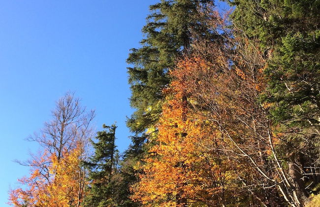 Apartments Ceresnovy Sad - Foto 41