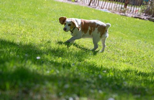 Ancien moulin avec Jacuzzi - Foto 14