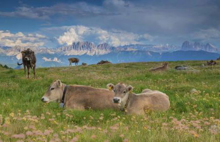 Residence Alpenrose - Foto 49