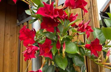 Erichshagener Ferienlaube - Foto 32