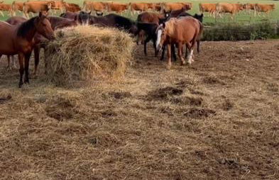 Il Borgo della Zittola - Foto 57