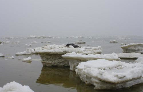 Kiekin-Kiekut - Foto 39