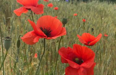 Fischerhus37 FeWo Kranichwiese - Foto 18