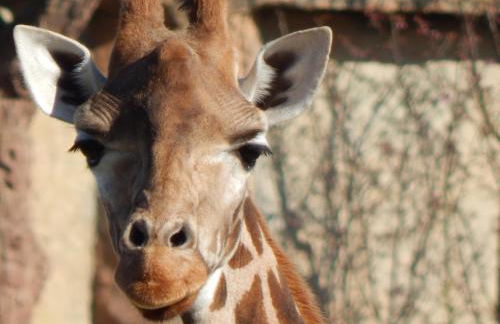 AMC Flamingo Land Caravan, Motorhome & Campervan Hire - Foto 23