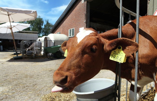 Family Farmhouse With Go-karts - Photo 25